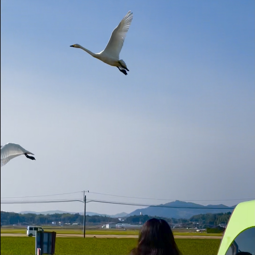 白鳥　飛来　越冬　島根　松江　フレンチトースト　せるくる